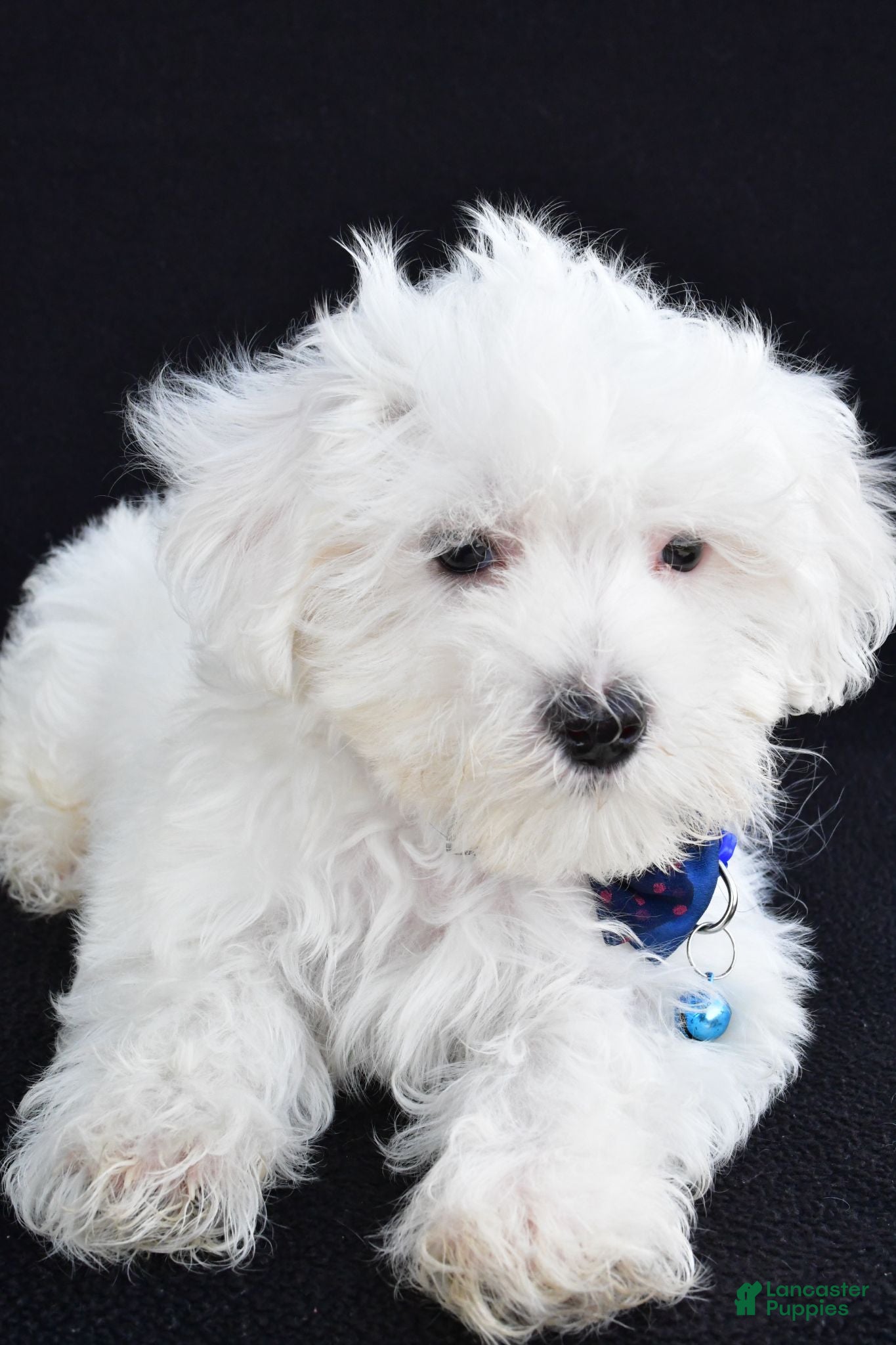 Maltese dogs Austin - Ad 1