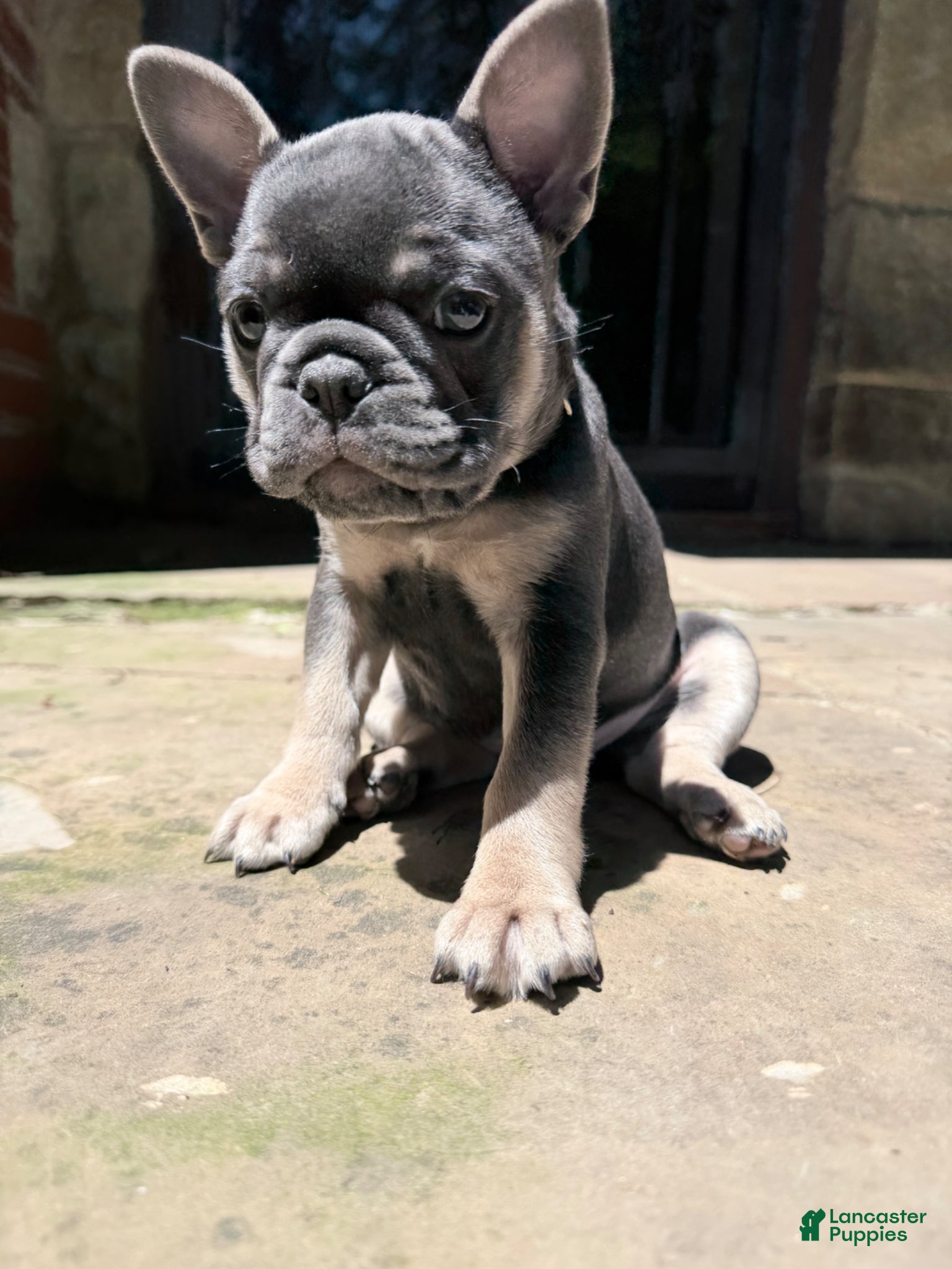 French Bulldog dogs for sale: French Bulldog Female AKC - Ad 1