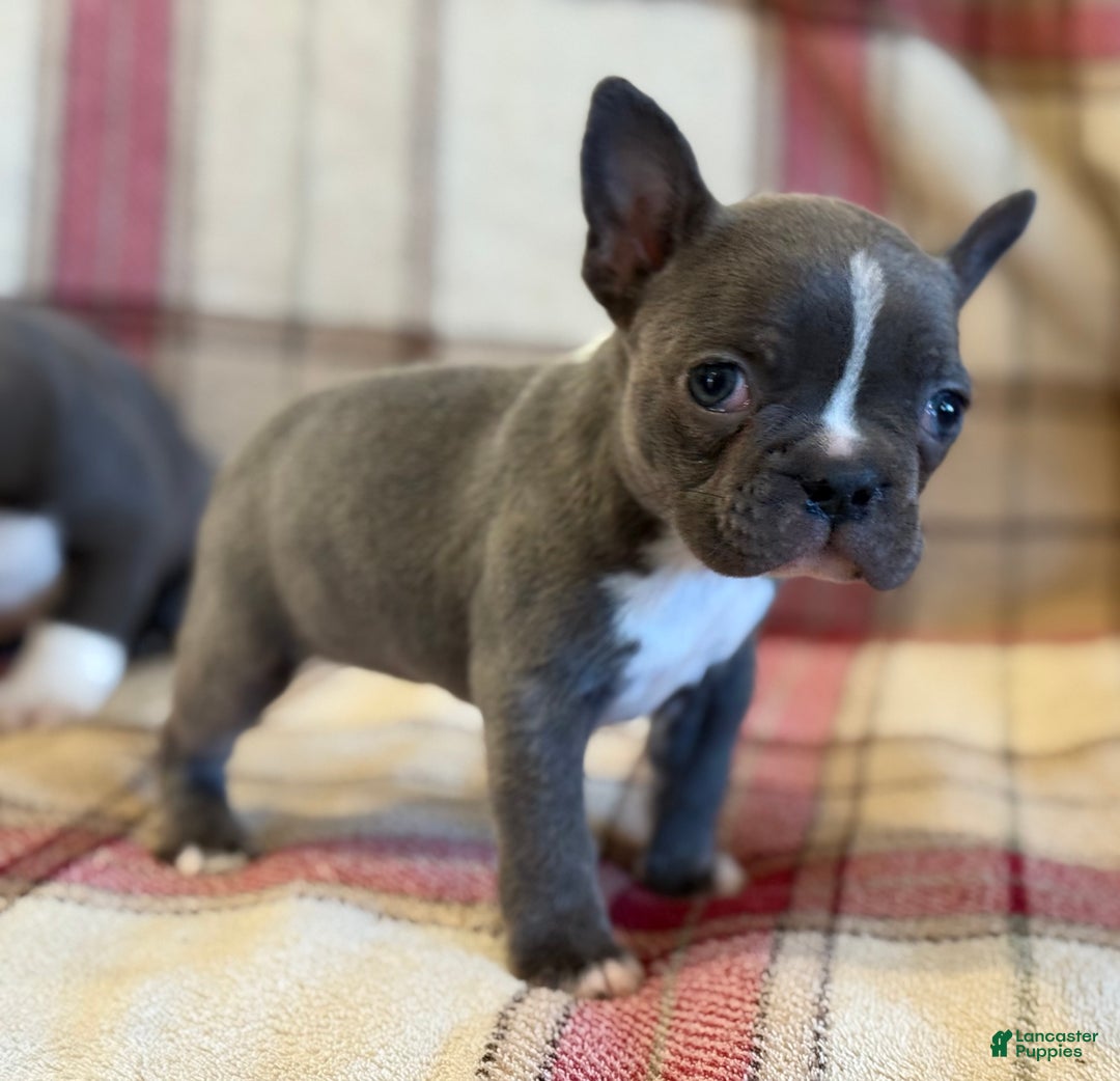 Frenchton dogs for sale: Tina - Ad 5