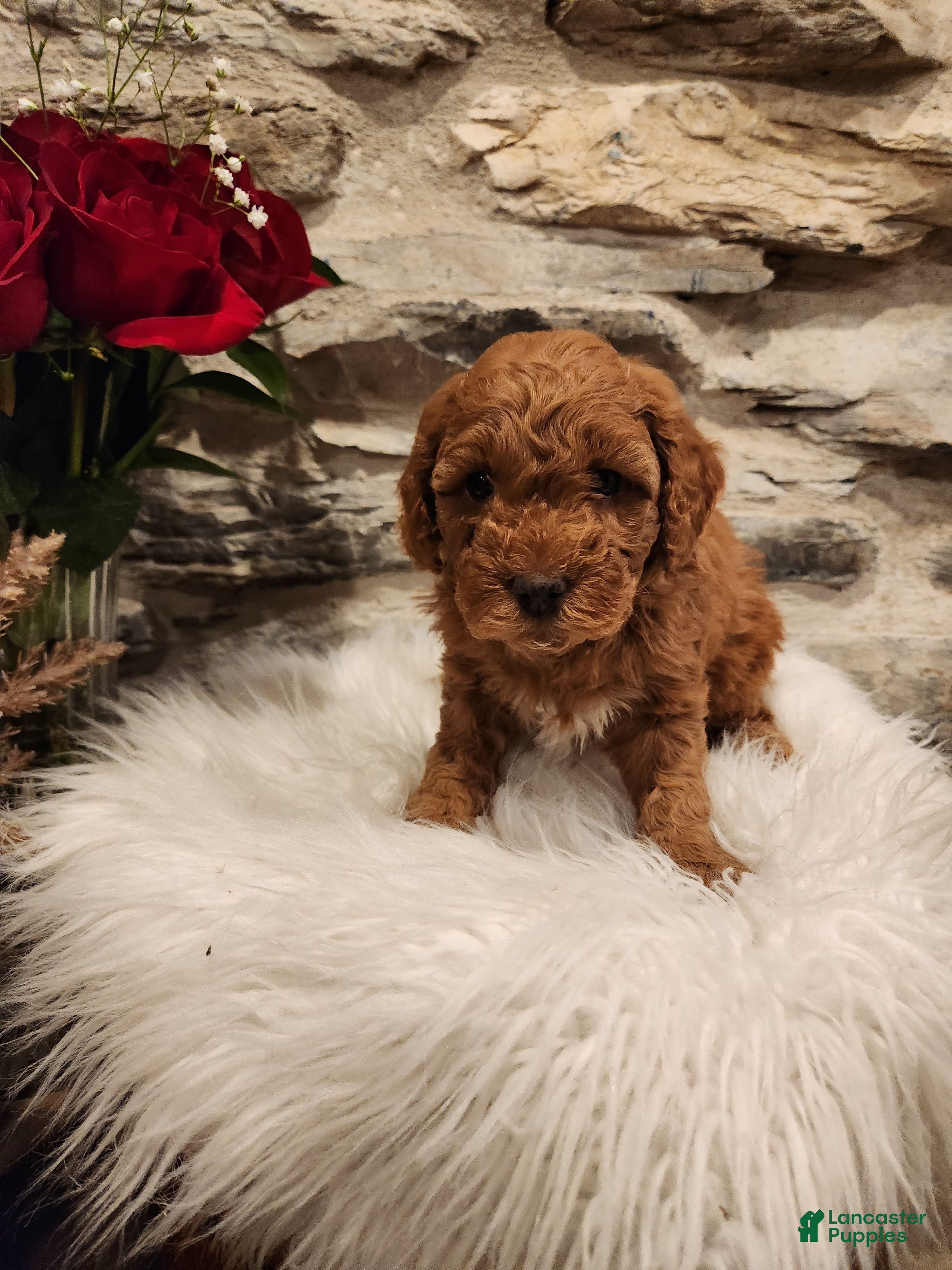 Mini Bernedoodle dogs CARAMEL - MINI BERNEDOODLE LOVELY PUPPY (RICHLAND, PA) - F1BB - Ad 1