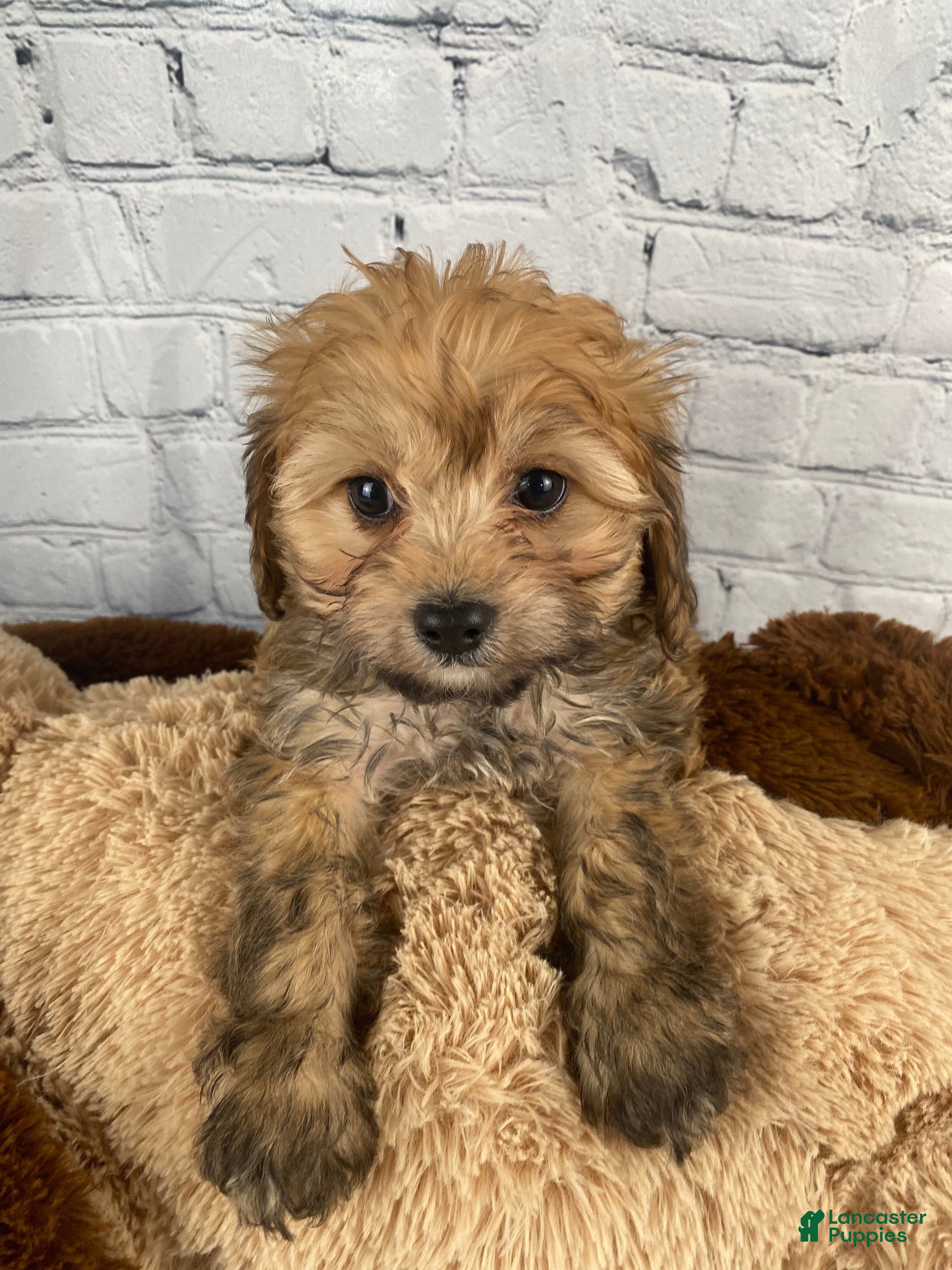 Cavapoo dogs Suzie - Ad 1