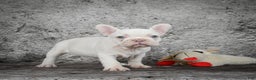 French Bulldog dogs for sale: Bella - Ad 5