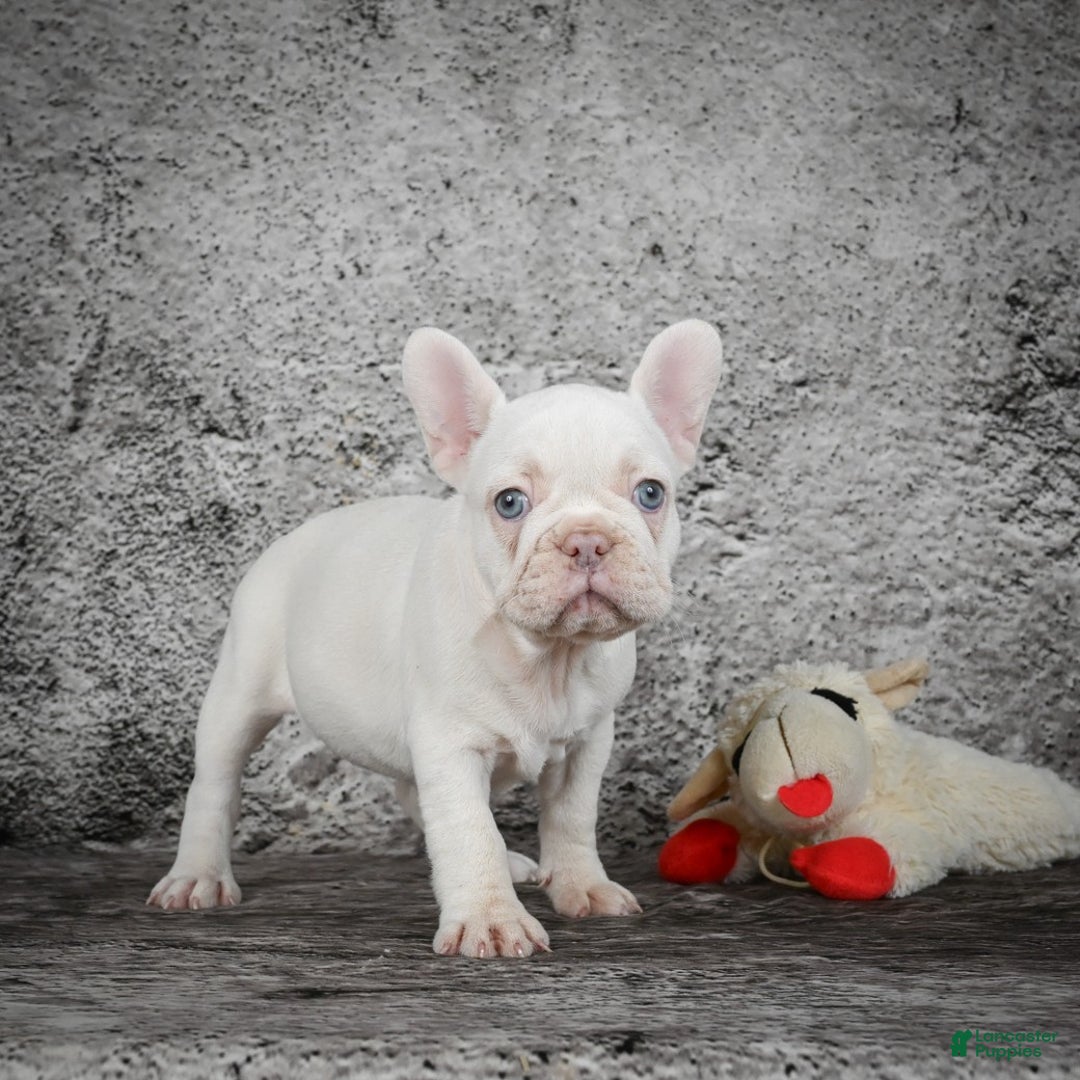 French Bulldog dogs for sale: Bella - Ad 5