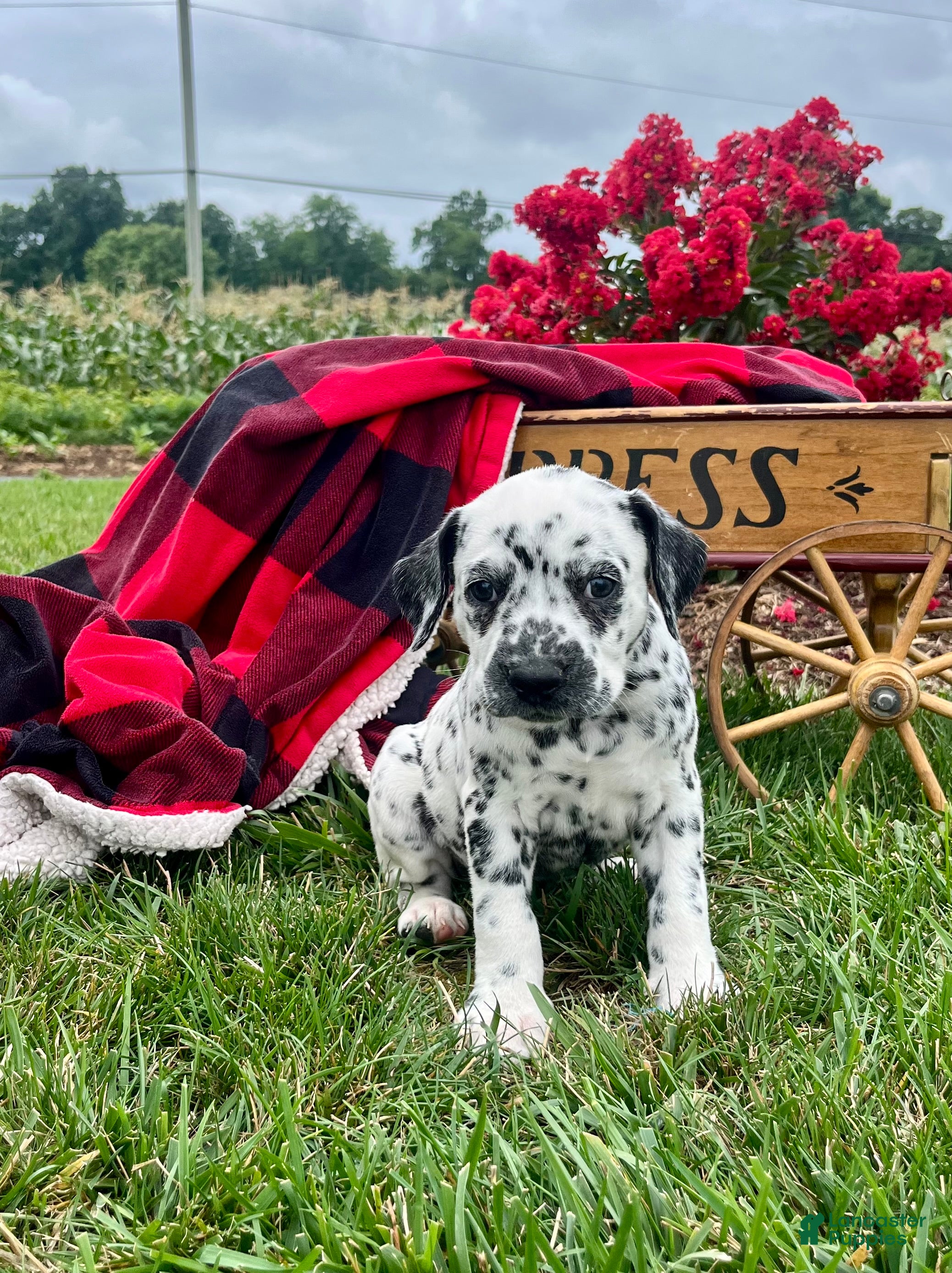 Dalmatian dogs Sadie❤️AKC Registered🐾Text or Call today - Ad 1