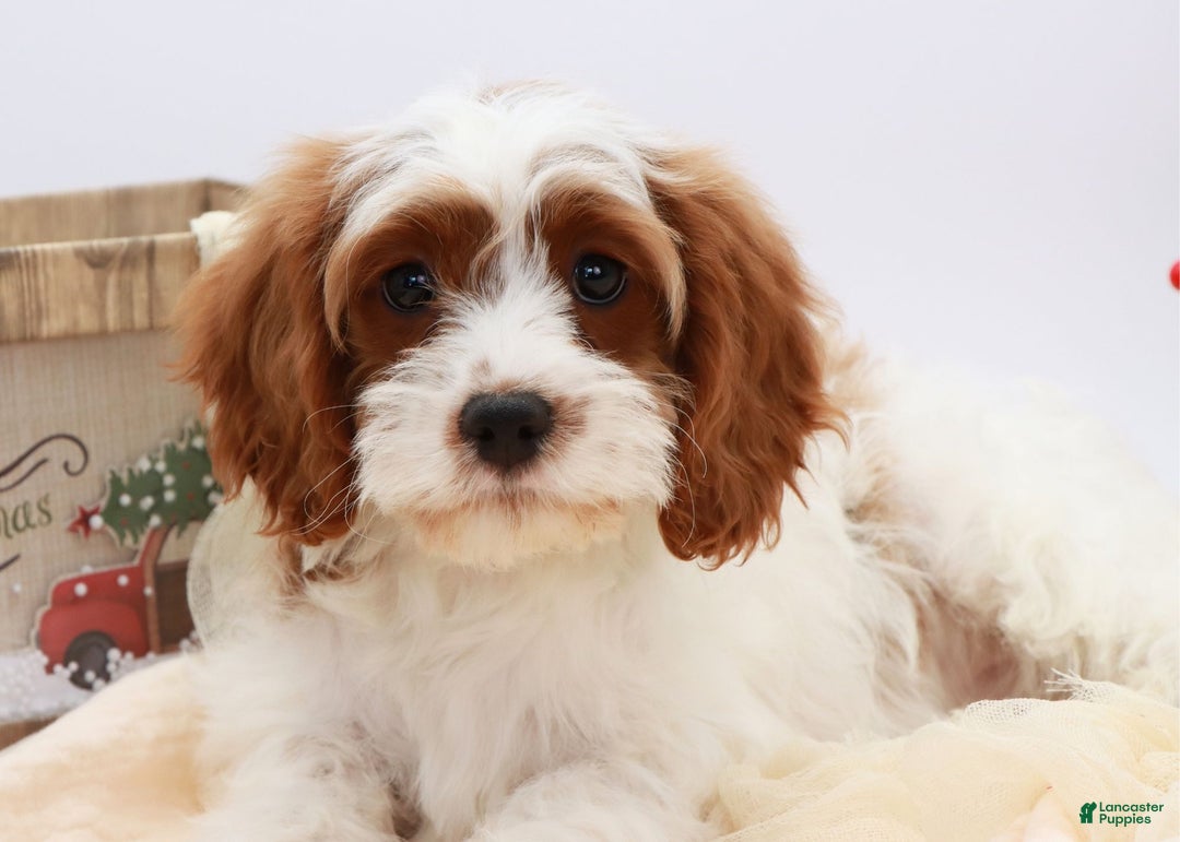 Cavapoo dogs for sale: Jetta - Ad 3
