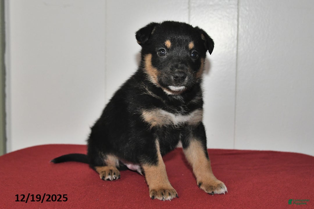 Mixed Breed dogs for sale: Ned - Ad 3