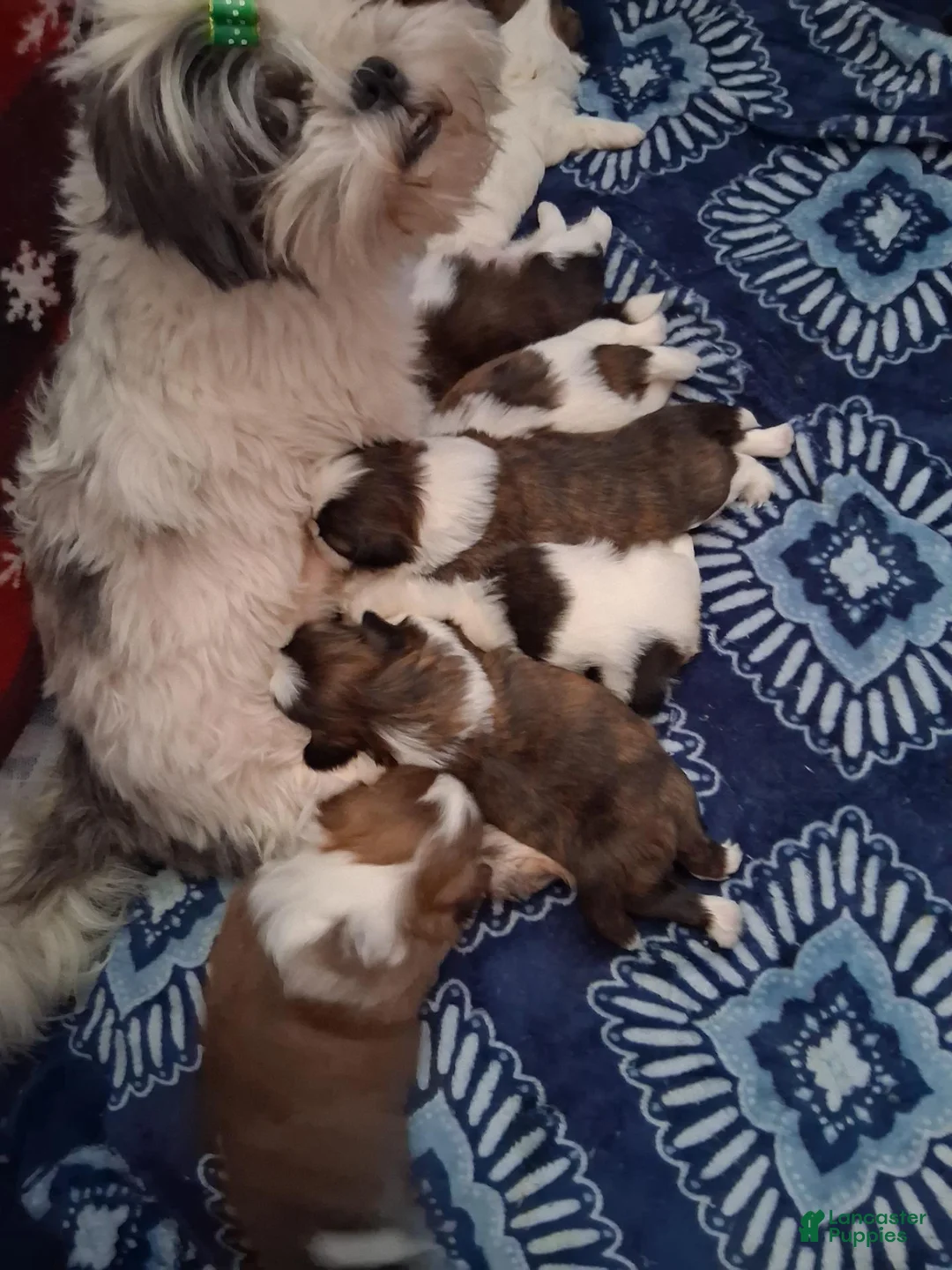 Shih Tzu dogs for sale: Shih Tzu 1 - Ad 2