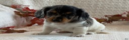 Miniature Dachshund dogs for sale: Mayes - Ad 6