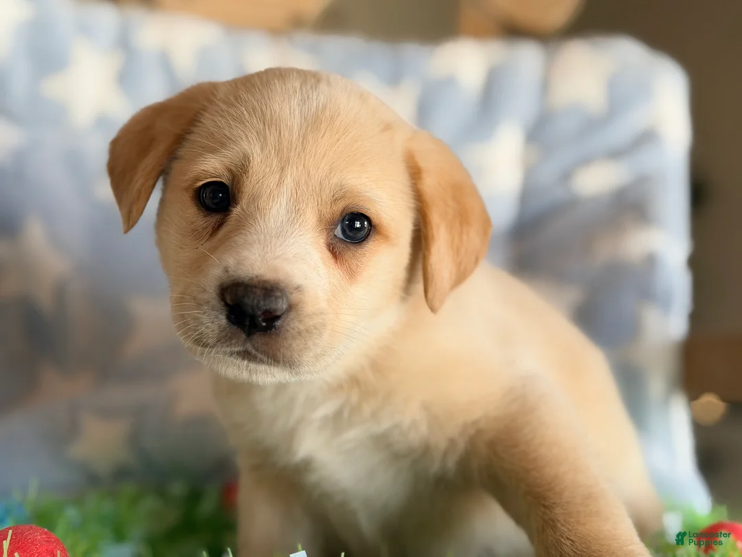 Mixed Breed dogs for sale: Golden Aussie Puppy 4 - Ad 2
