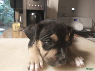 American Bully dogs - Ad 31