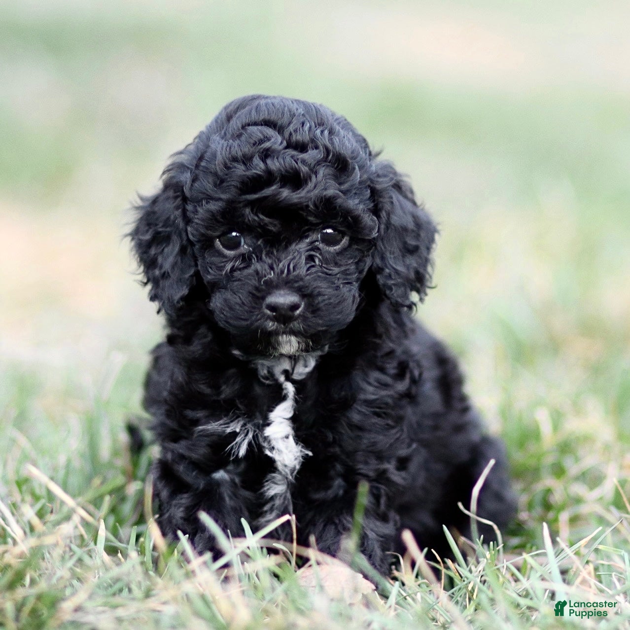Mini Goldendoodle dogs Mindy - Ad 1