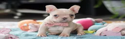 French Bulldog dogs for sale: Sofia - Ad 4