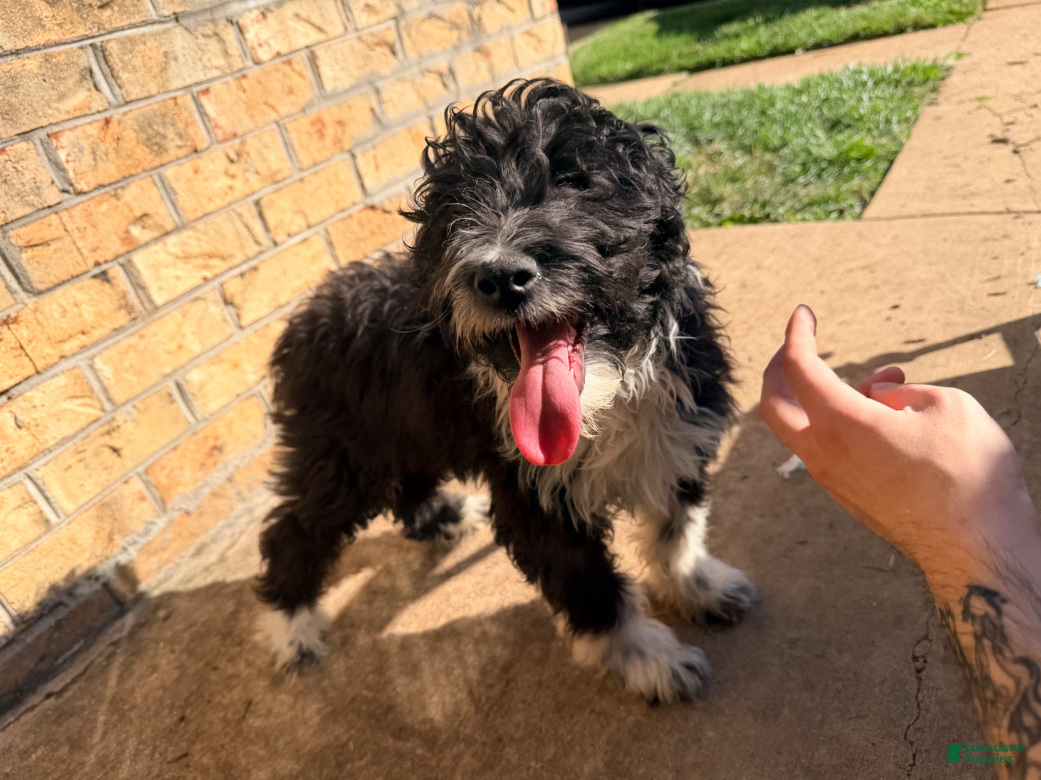 Sheltiedoodle dogs for sale: Shadow - Ad 1
