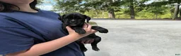 Boxer dogs for sale: Millie AKC Euro - Ad 14