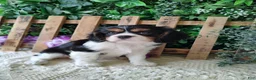 Cavalier King Charles Spaniel dogs for sale: Sasha - Ad 11