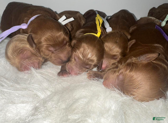 Goldendoodle dogs Girl 2 - Ad 14