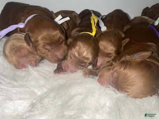 Goldendoodle dogs Girl 2 - Ad 11