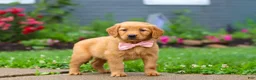 Golden Retriever dogs for sale: Banana - Ad 5