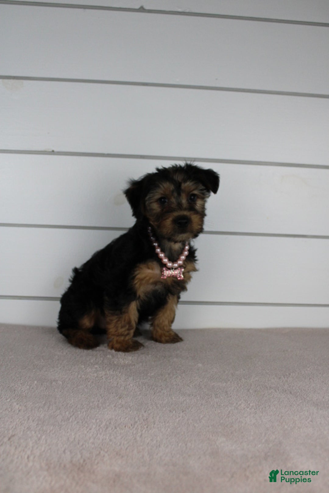 Yorkiepoo dogs for sale: TINKERBELL - Ad 9