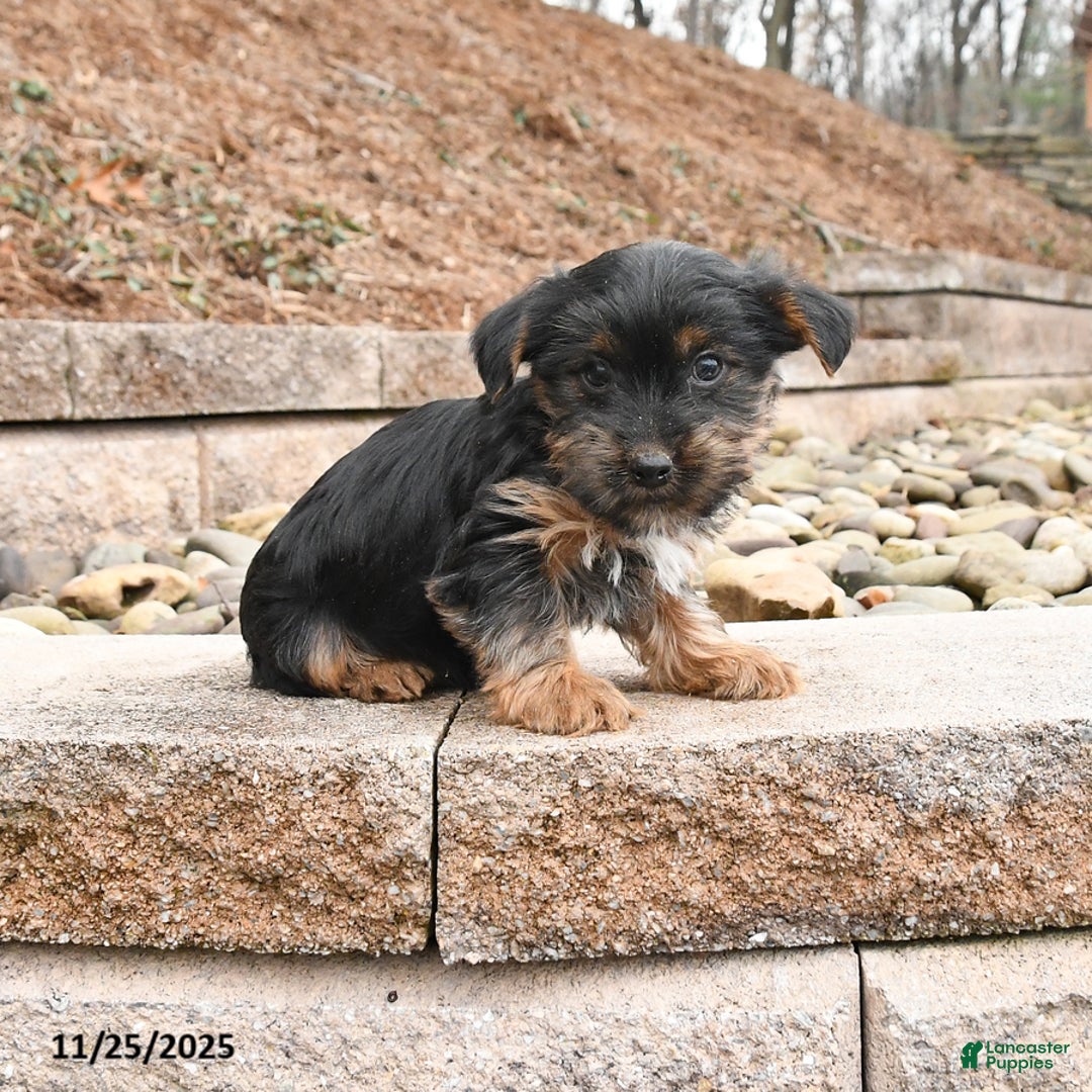 Yorkshire Terrier dogs for sale: Jessica - Ad 1