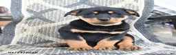 Rottweiler dogs for sale: Drousy - Ad 3