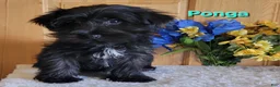 Morkie dogs for sale: Ponga - Ad 3