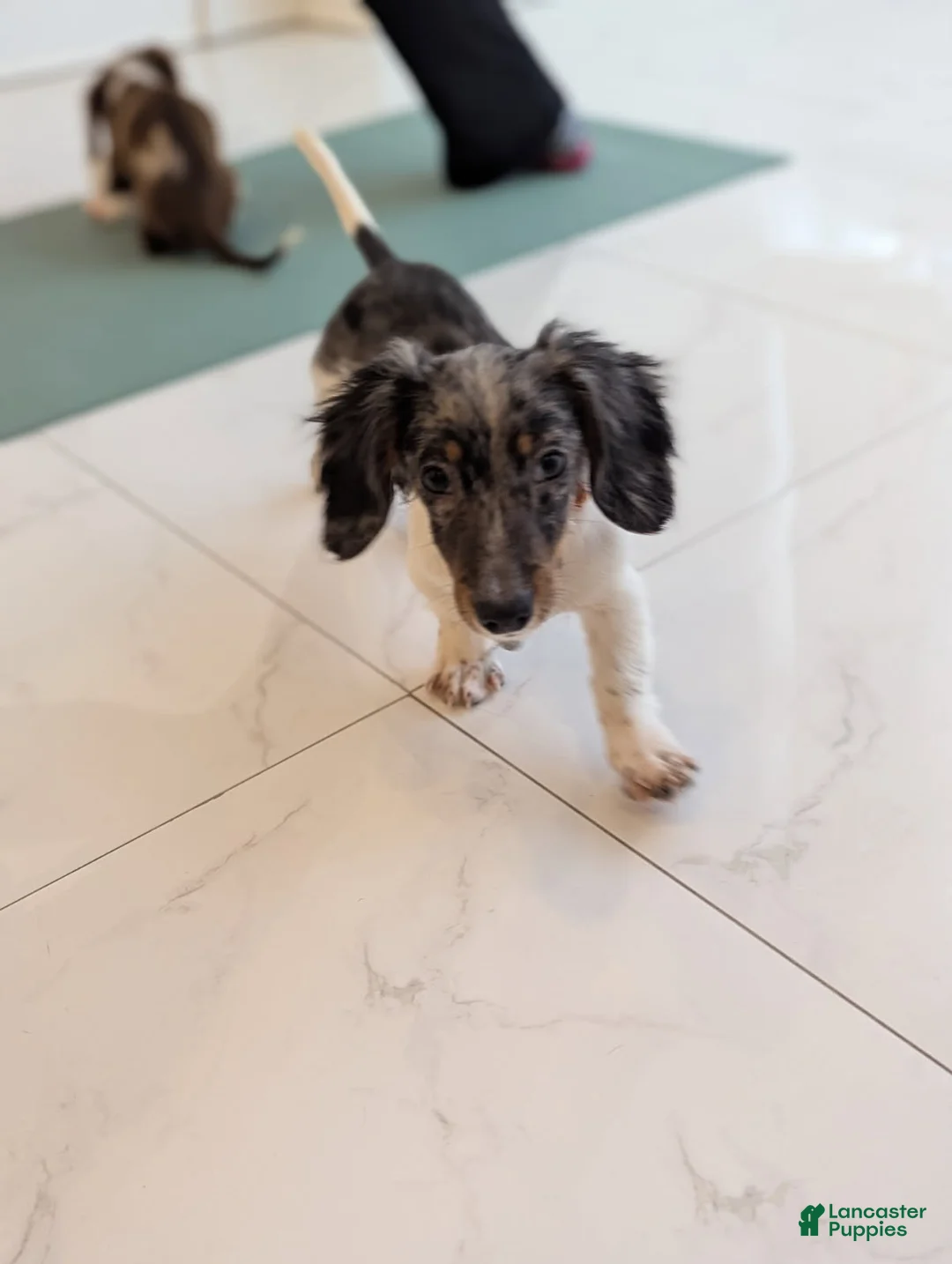 Miniature Dachshund dogs for sale: Frost - Ad 2