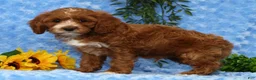 Cavapoo dogs for sale: Lynn - Ad 8