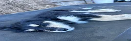 Mixed Breed dogs for sale: Pelusa - Ad 4