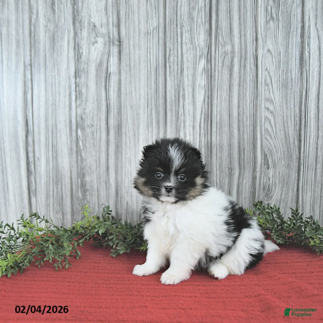 Pomeranian dogs for sale: Cory - Ad 2