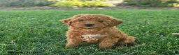 Cavapoo dogs for sale: Darling  - Ad 3