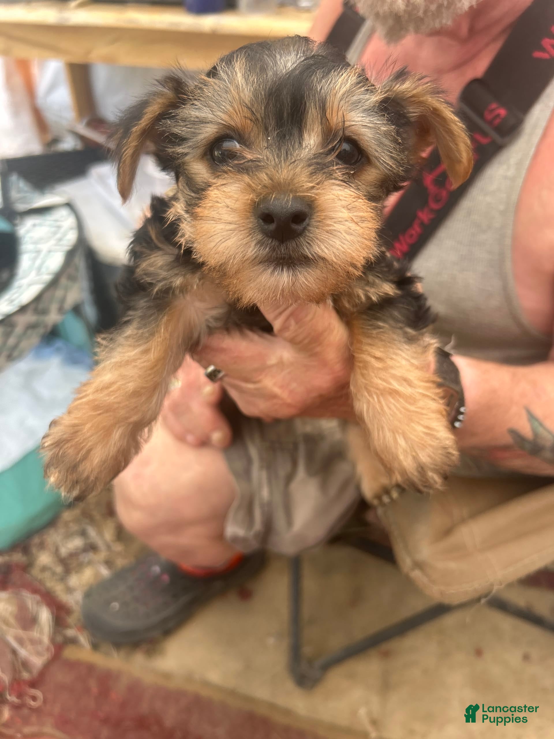 pomeranian yorkie puppies