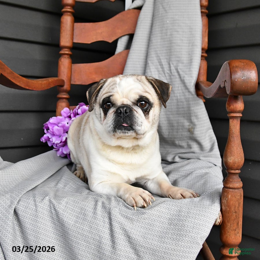 Pug dogs Buster - Ad 2