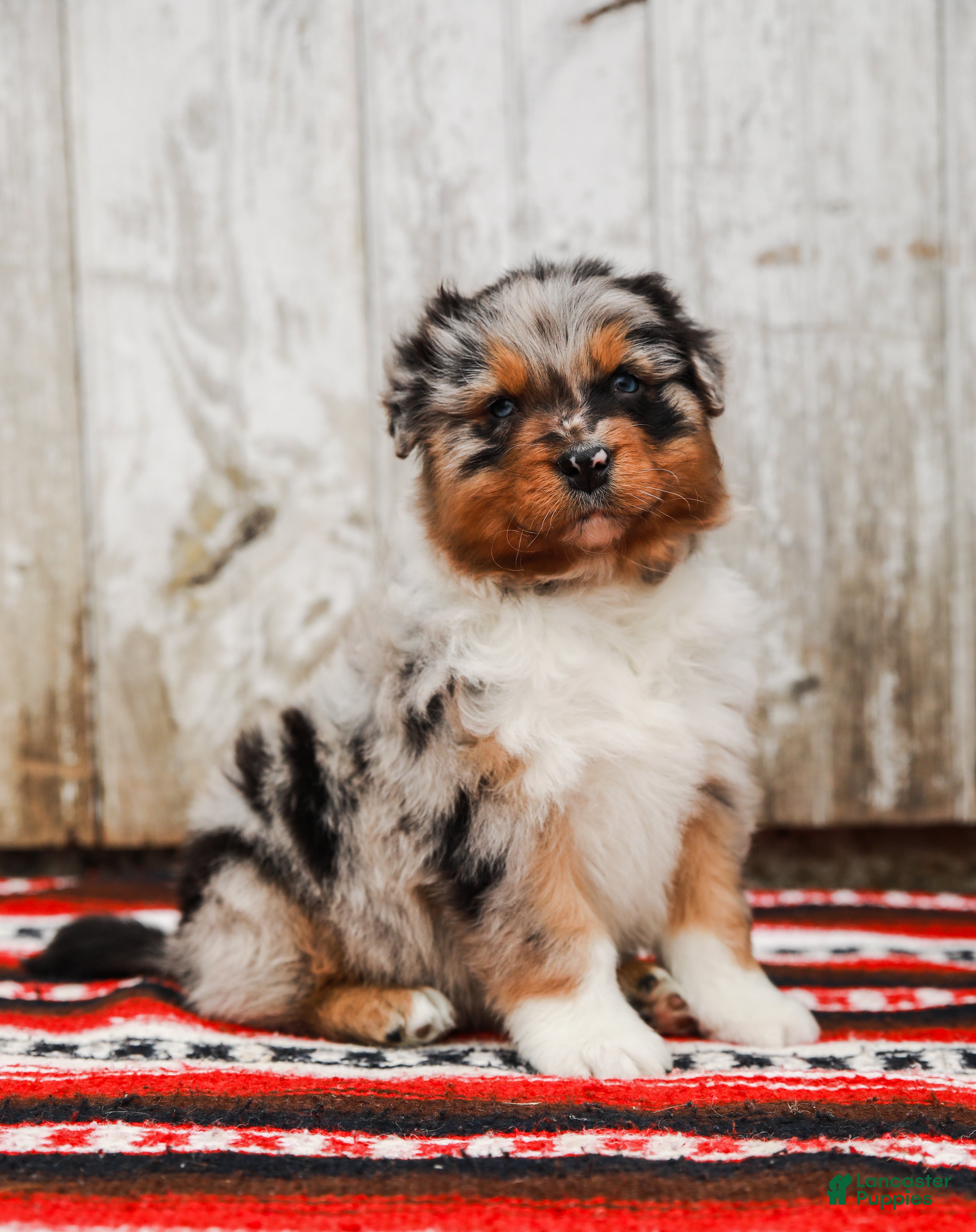 Australian Shepherd dogs Reggie - Ad 1