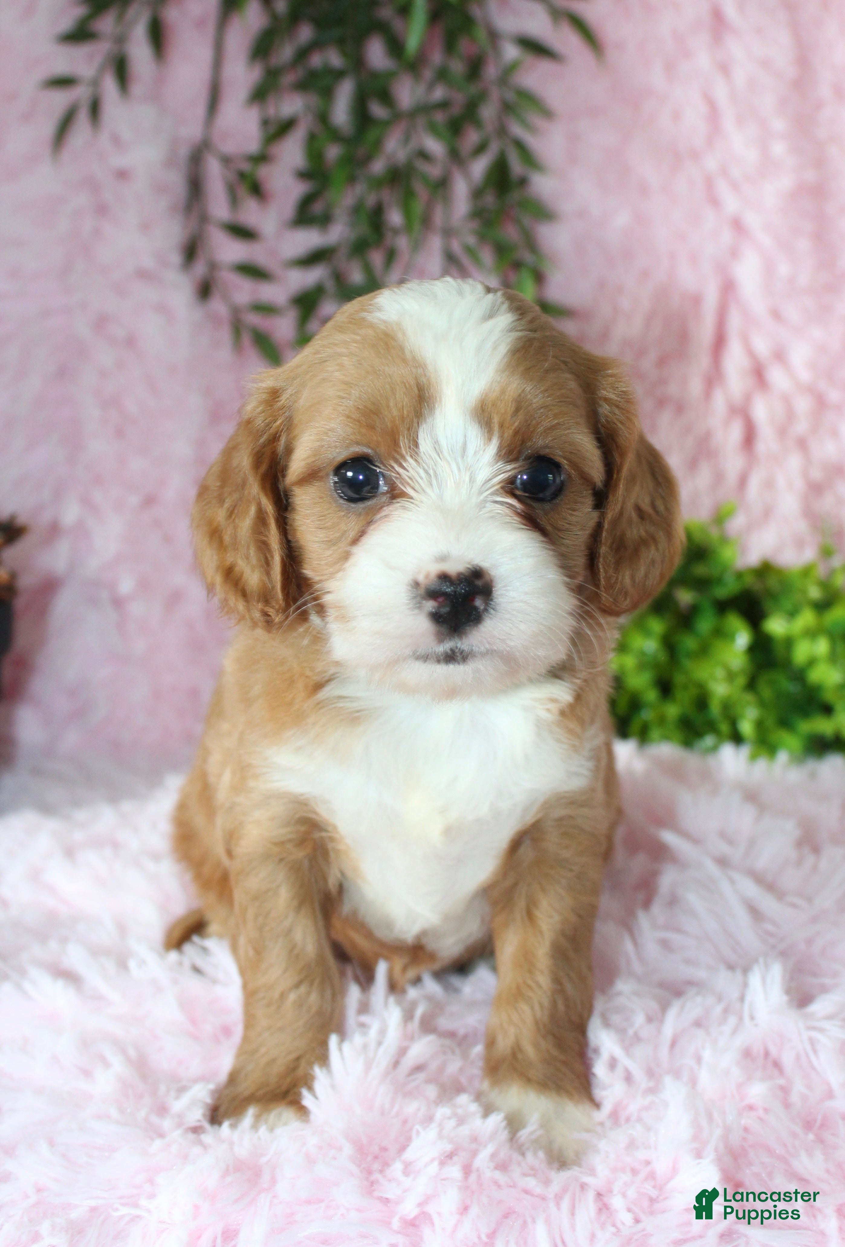 Cavapoo dogs Cavapoo 4 - Ad 24