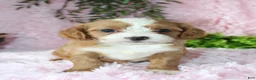 Cavapoo dogs for sale: Cavapoo 4 - Ad 1