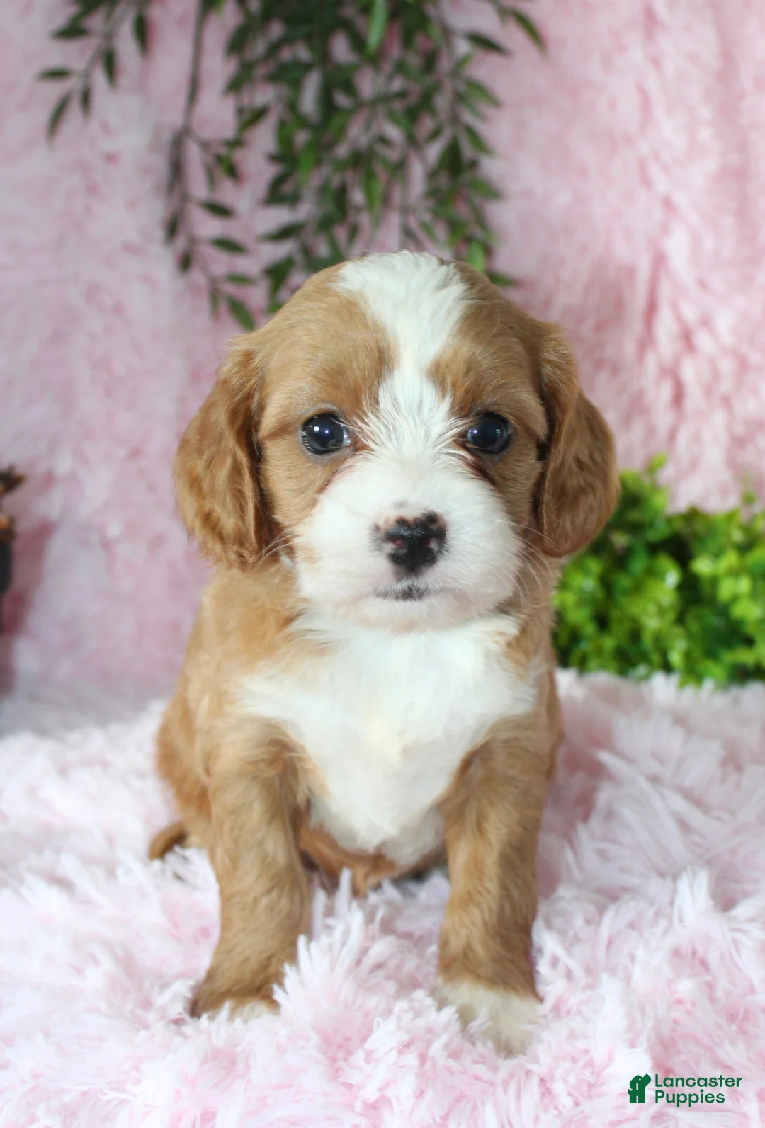 Cavapoo dogs for sale: Cavapoo 4 - Ad 1