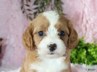 Cavapoo dogs Cavapoo 4 - Ad 33