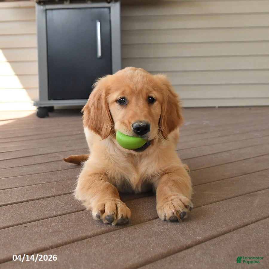 Golden Retriever dogs Mango - Ad 2