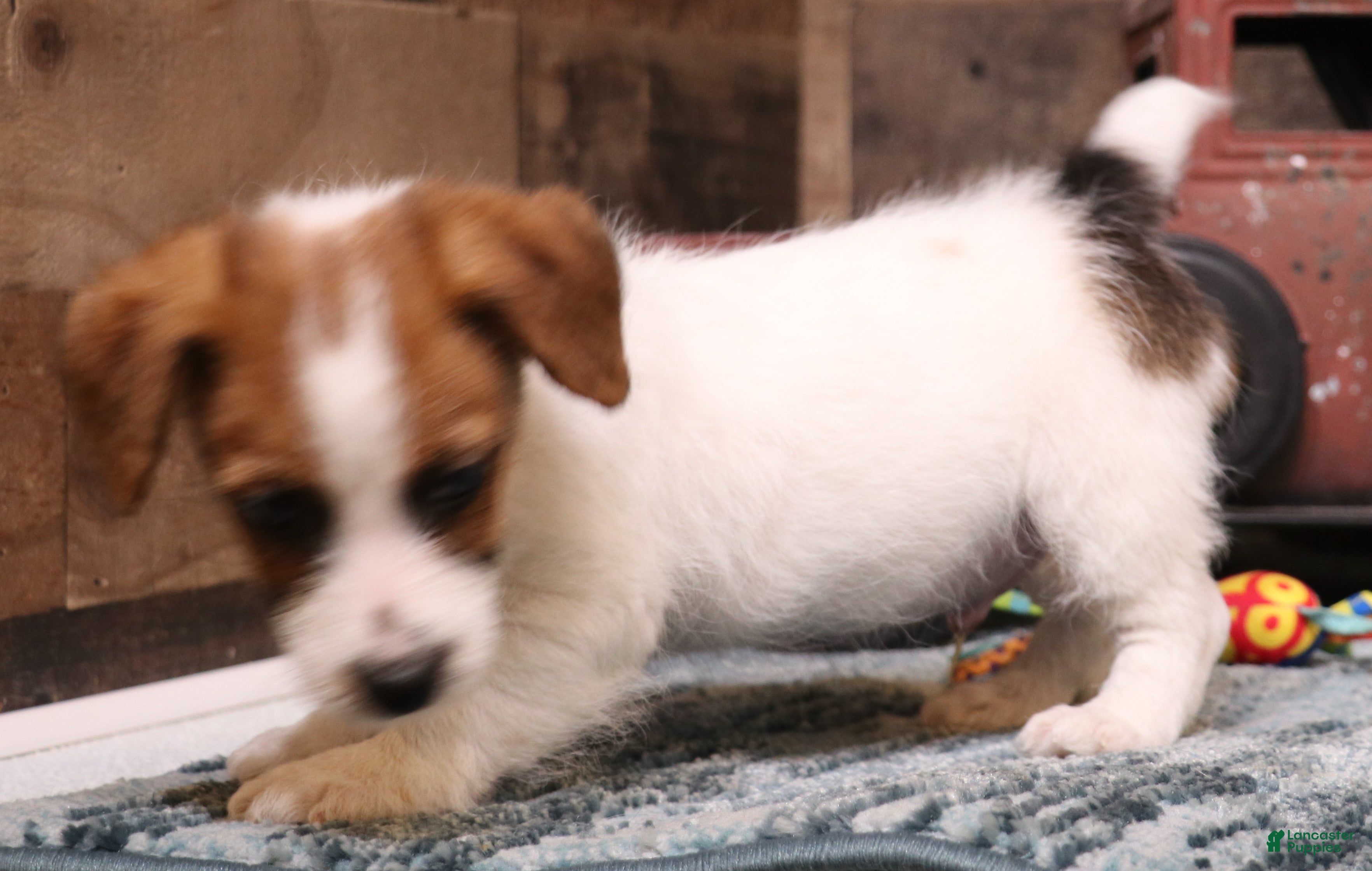 Jack Russell Terrier dogs Willie shorty male - Ad 4
