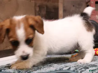 Jack Russell Terrier dogs Willie shorty male - Ad 4