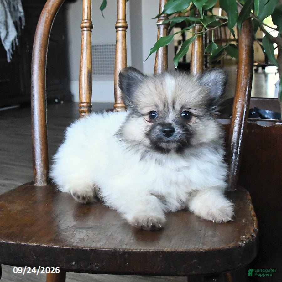 Pomeranian dogs Tulip - Ad 2