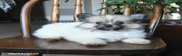 Pomeranian dogs for sale: Tulip - Ad 2