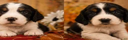 English Springer Spaniel dogs for sale: Elfie - Ad 3