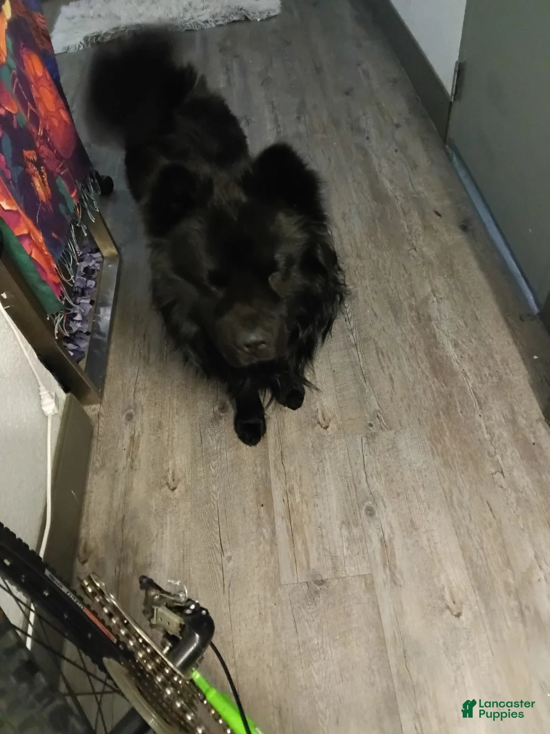 Chow Chow dogs for stud: Chow-chow - Ad 2