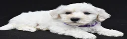 Maltipoo dogs for sale: Bridget - Ad 7