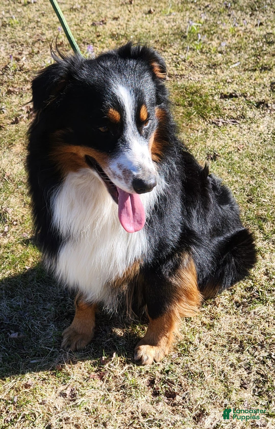 Australian Shepherd dogs for sale: Tundra - Ad 11