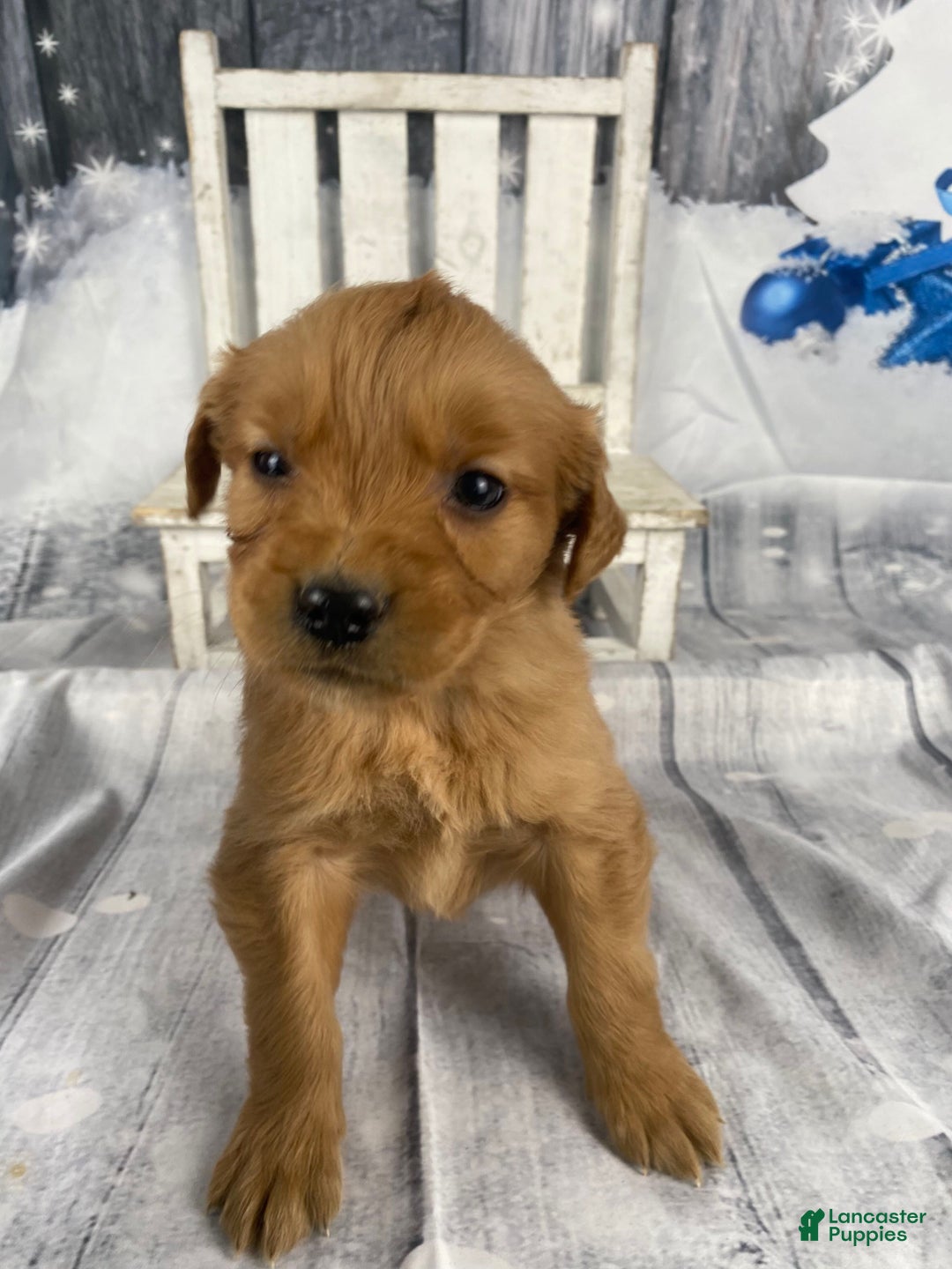 Golden Retriever dogs for sale: Jess - Ad 5