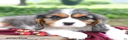 Cavalier King Charles Spaniel dogs for sale: Gracie - Ad 3