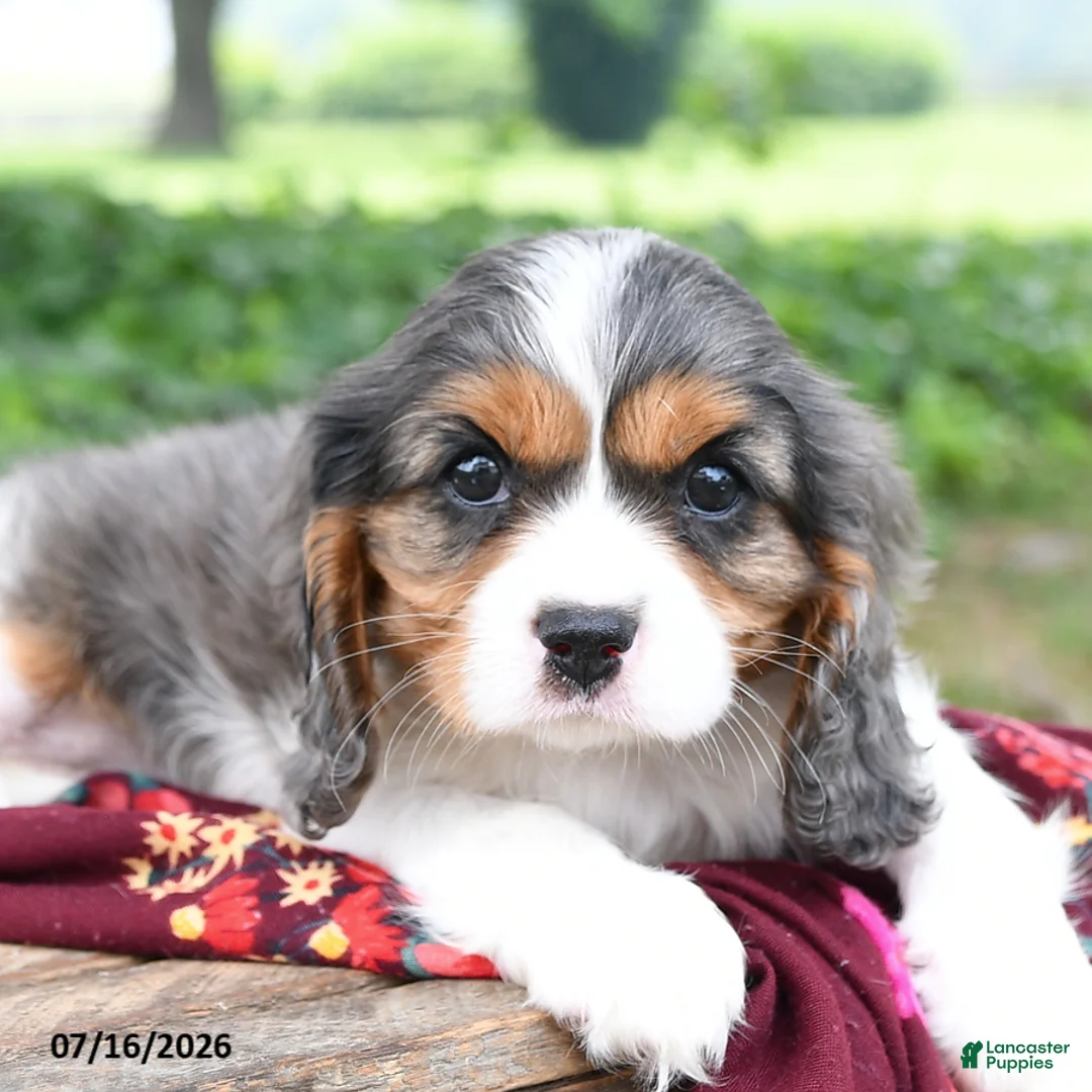 Cavalier King Charles Spaniel dogs for sale: Gracie - Ad 3